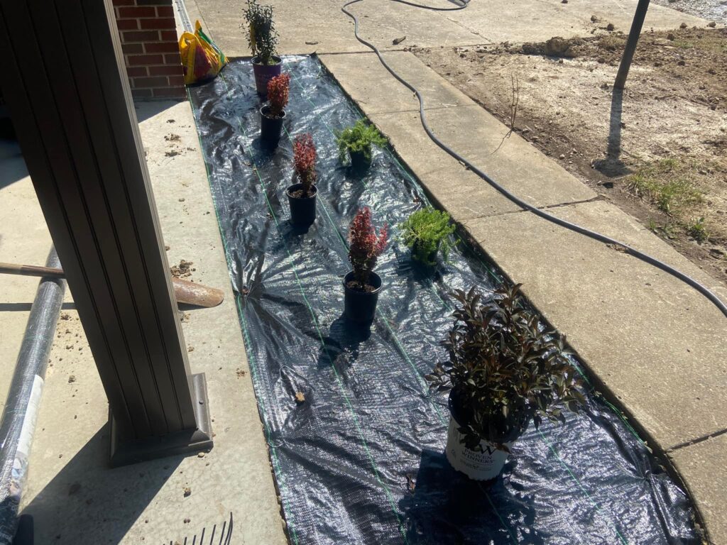 Landscapers planting shrubs and laying mulch in a Saint Charles yard.